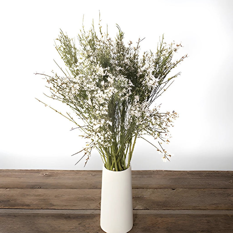 White ginestra bulk wedding flowers