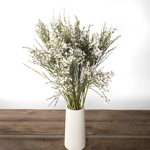 White ginestra flowers for delivery