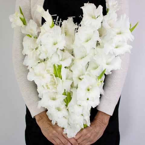 White Gladiolus Flower Bunch in Hand