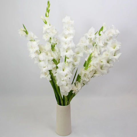 White Gladiolus Flower Bunch in Vase