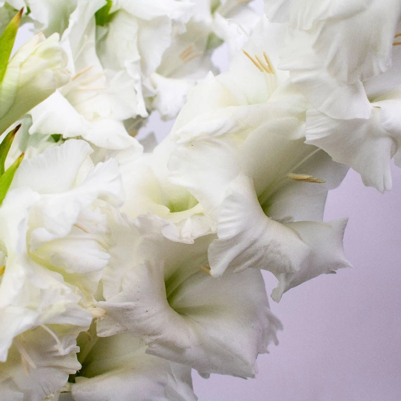 Gladiolus White Flower