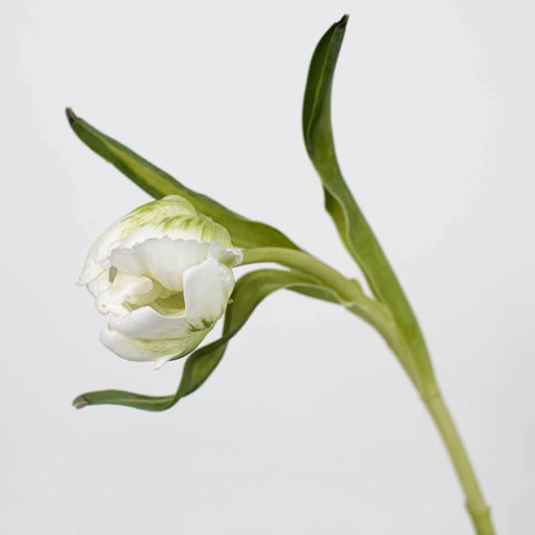 White and Green Parrot Tulip Flower Stem