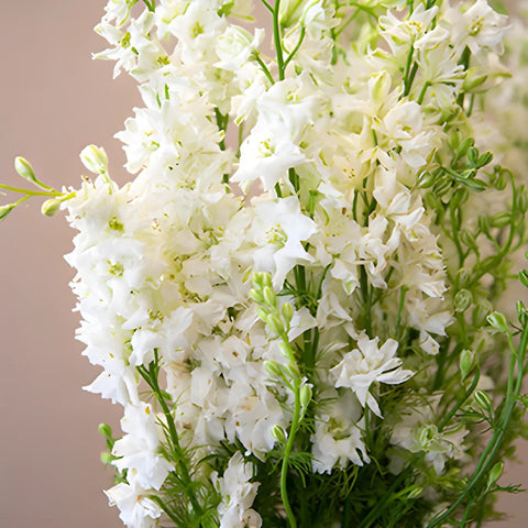 Larkspur White Flower