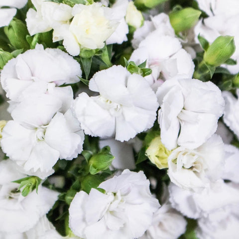 White Lilipot Wholesale Flowers Up Close