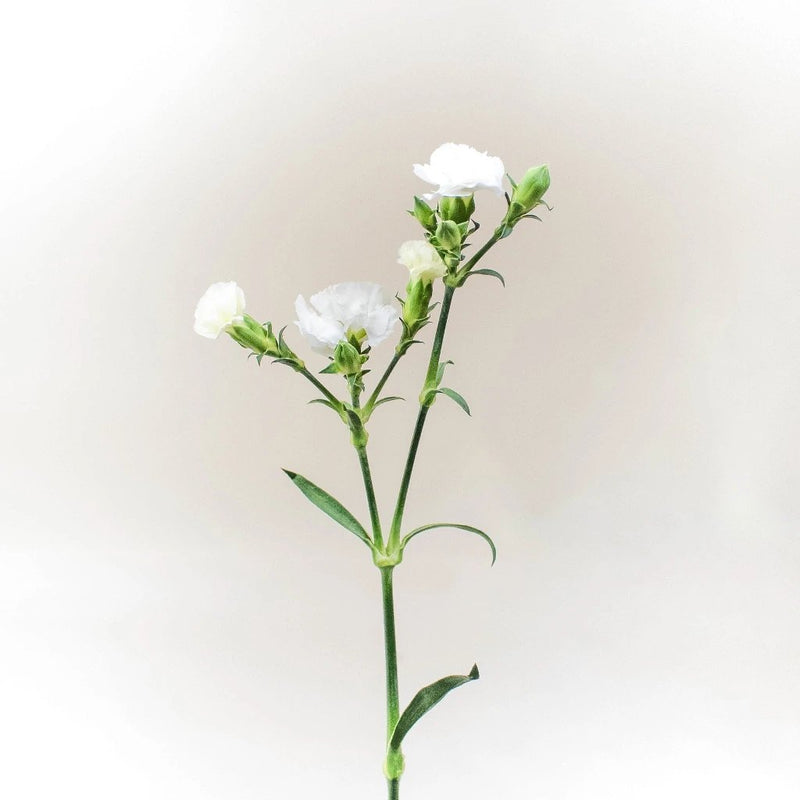 White Lilipot Wholesale Flower Stem