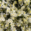 White Limonium Flowers