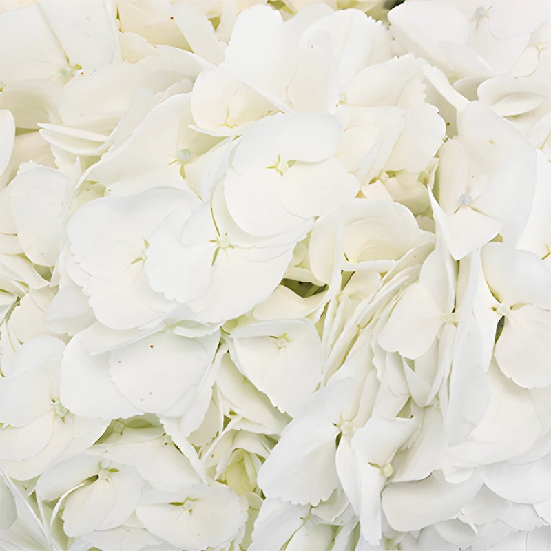White Medellin Hydrangea Wholesale Flower Up close