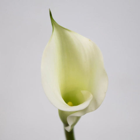 White Mini Calla Lily Flower Stem