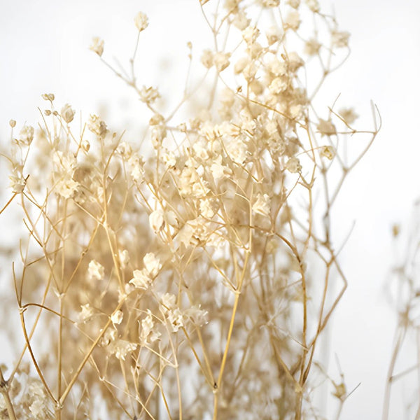 Dried Baby's Breath Flower Assorted Colors