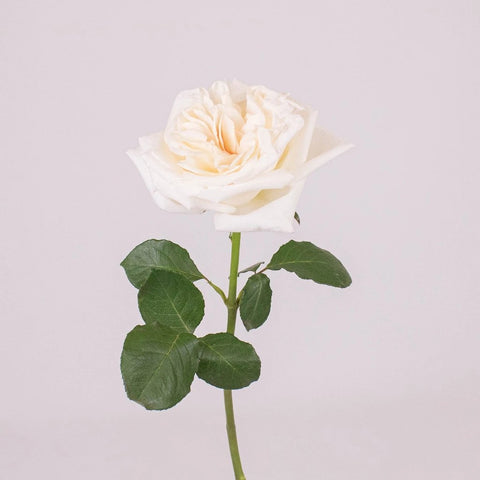 Creamy White Ohara Garden Roses Stem