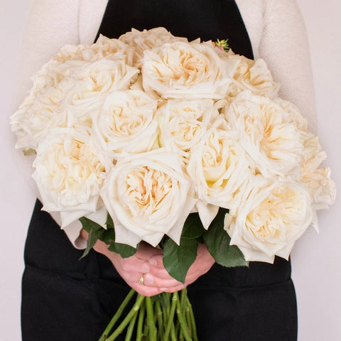 Creamy White Ohara Garden Roses in Hands