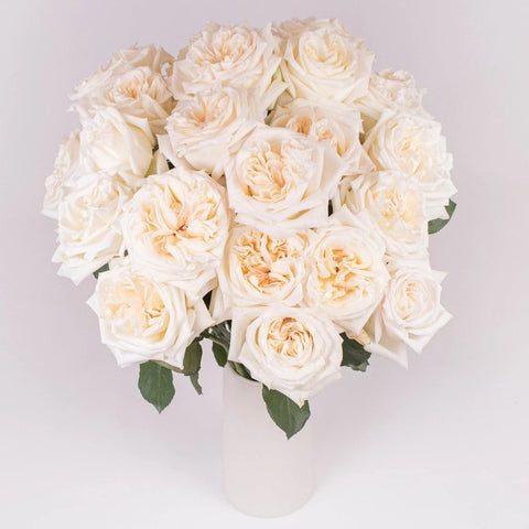 Creamy White Ohara Garden Roses in Vase