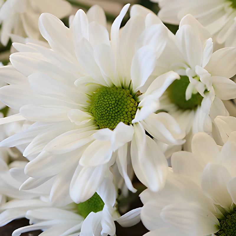 White daisy pom DIY wedding flowers