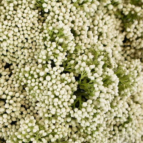 White Rice Flower Up Close