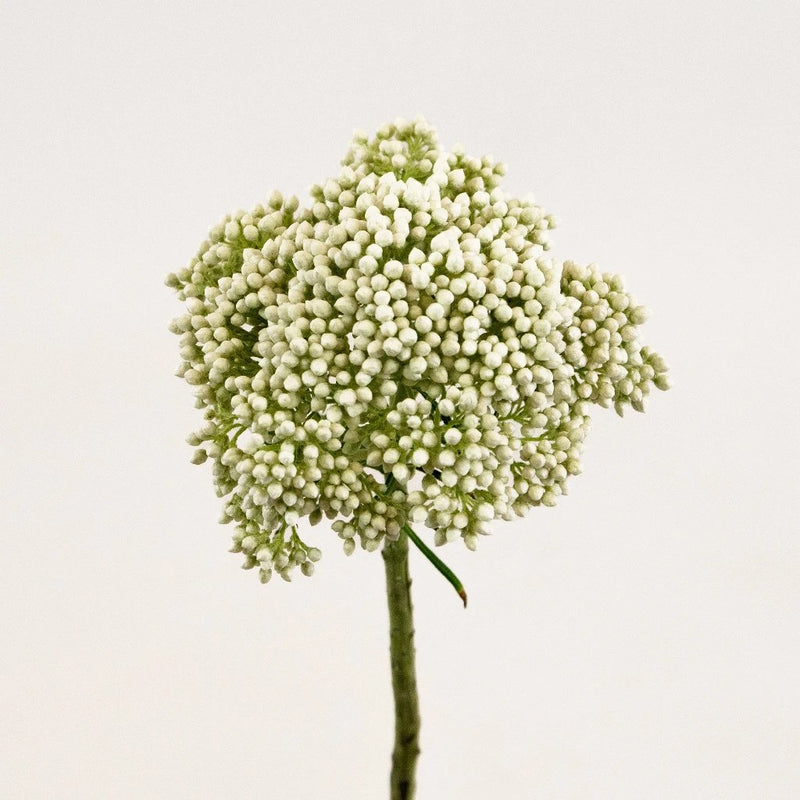 White Rice Flower Stem