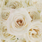 Playa White Rose Flower Up Close
