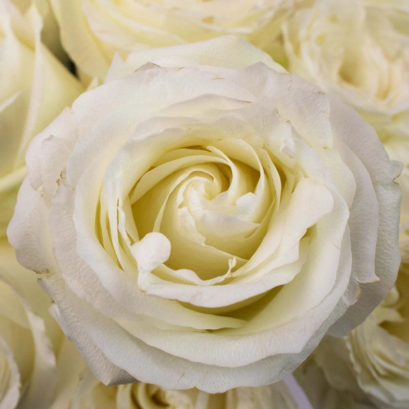 White Rose Flower Up Close