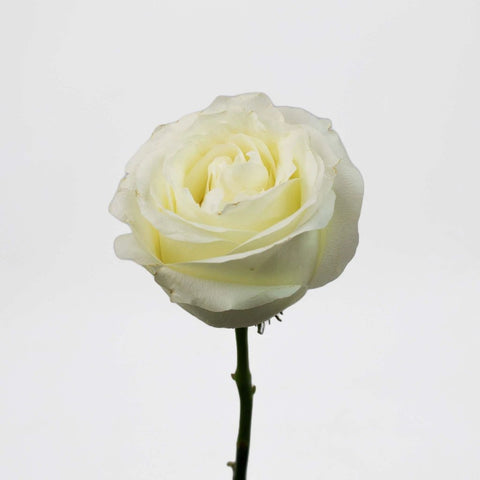 White Rose Flower Stem