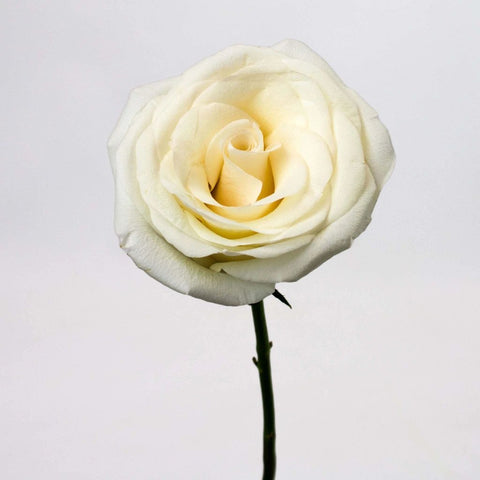 White Rose Flower Up Close