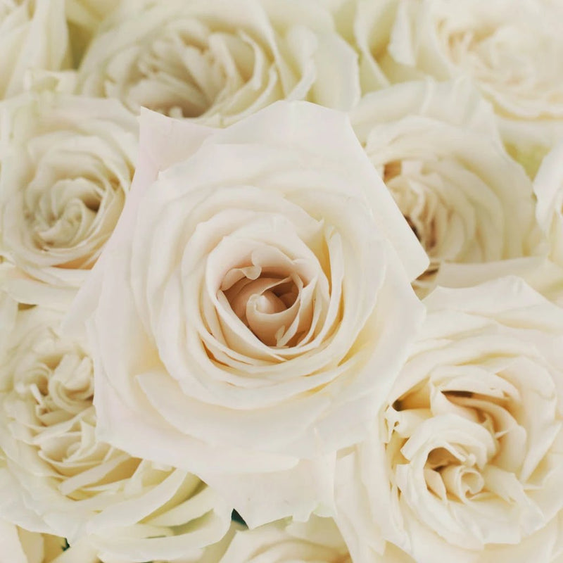 White Roses Flower Up Close