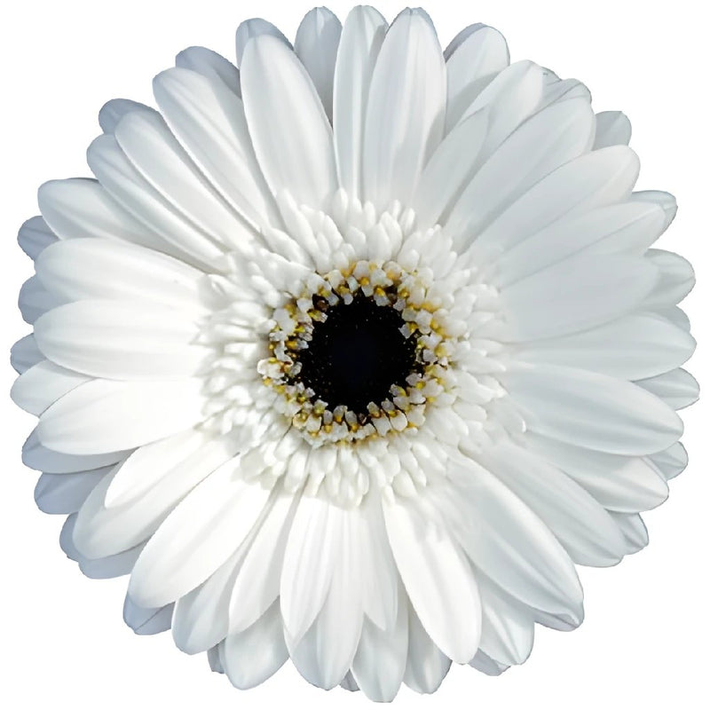 Gerbera Daisy White Standard Blooms Wholesale Flower Up close