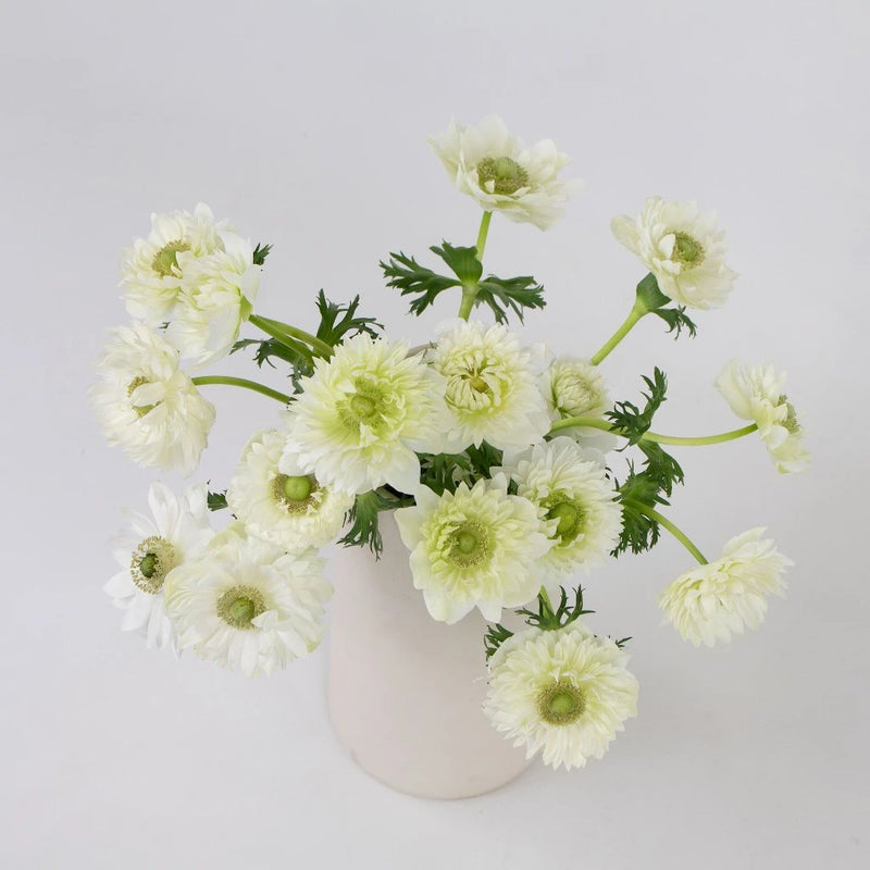 White Star Anemone Flower Bunch in Vase