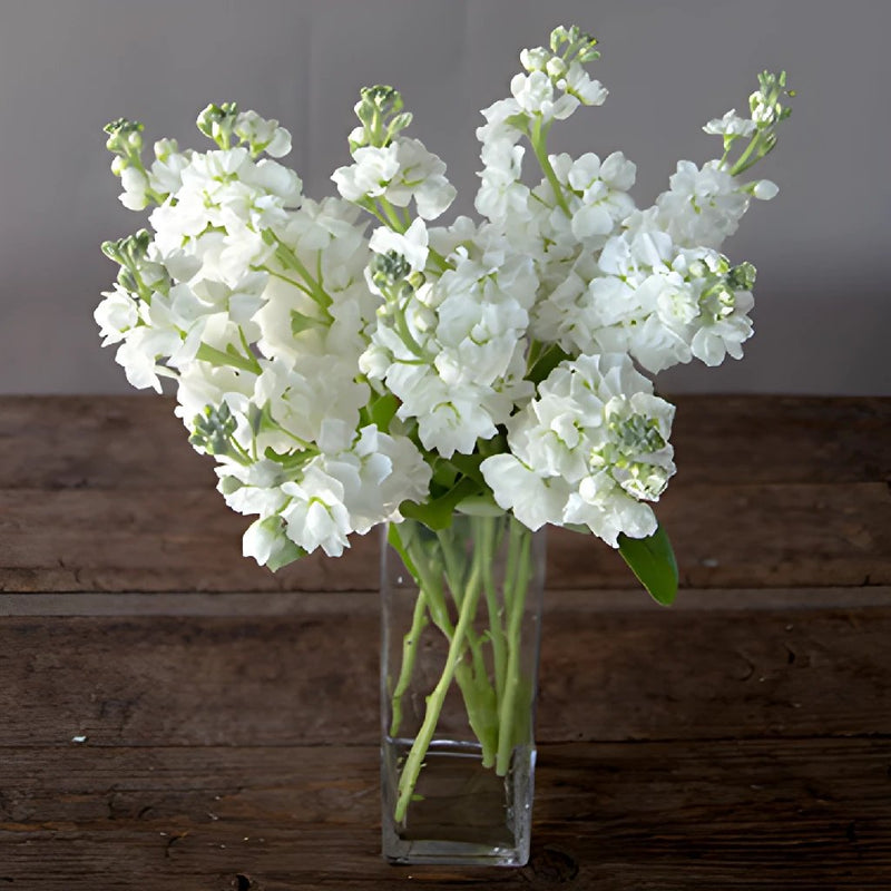 White Stock Wholesale Flower In a vase