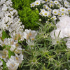 White Textured Filler Flower Pack