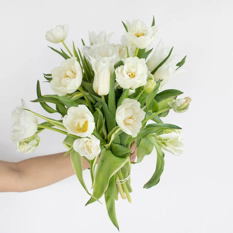 White Tulip Bouquet Flower in Hand