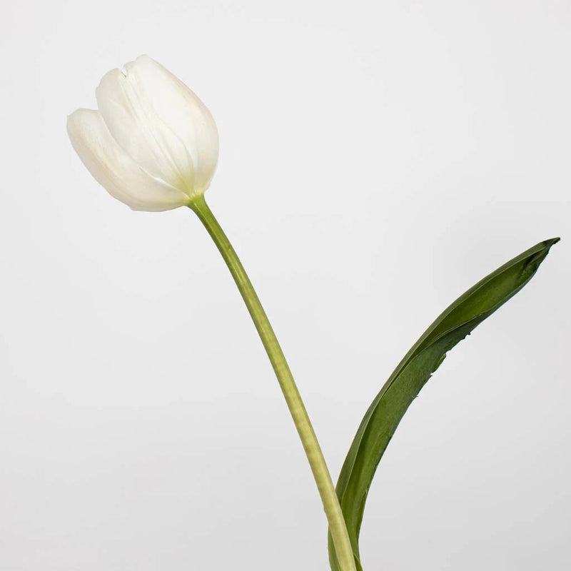 White Tulip Flower Stem
