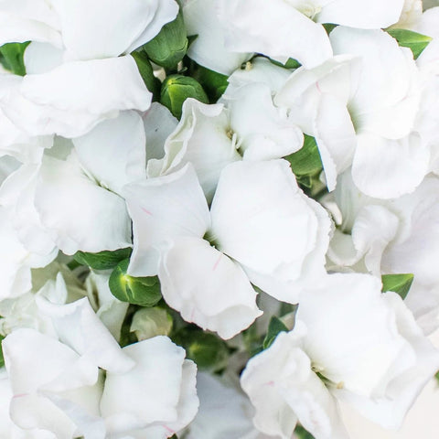 White Solomio Wholesale Flowers Up Close