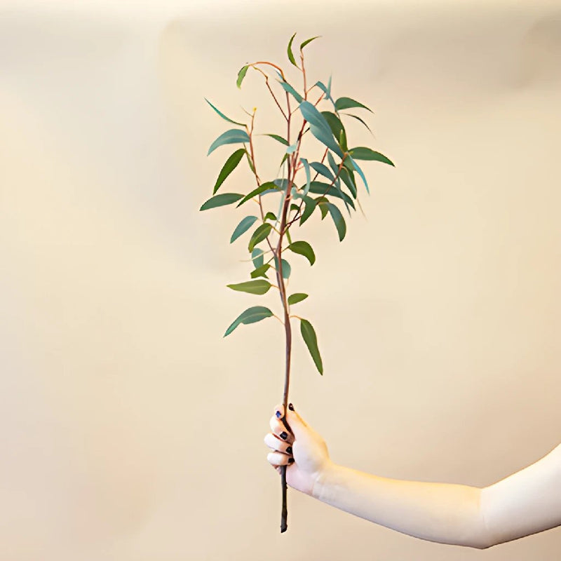 Willow Eucalyptus Wholesale Greenery Stem In a Hand