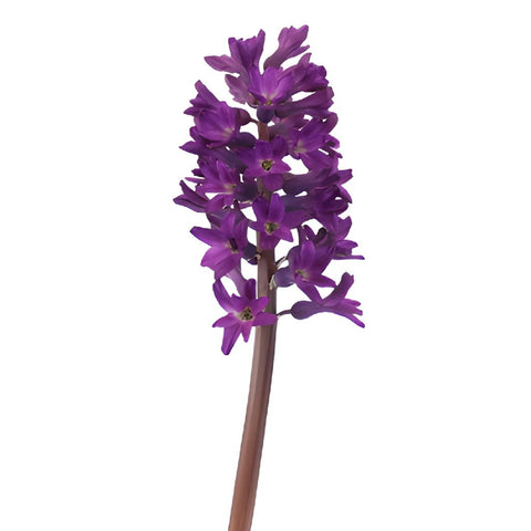 Hyacinth Purple Flower