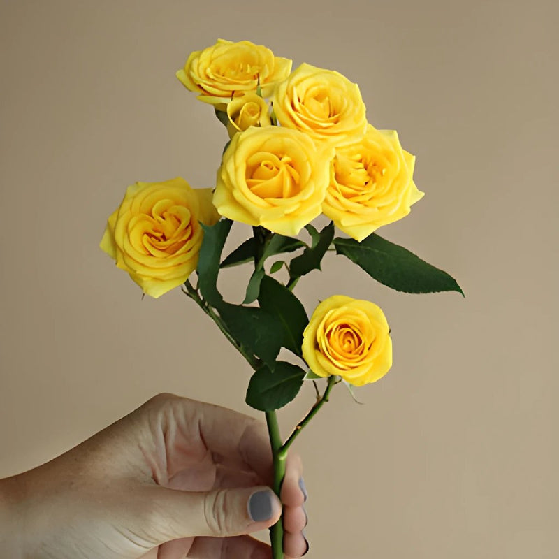 Yellow Babe Rose Stem