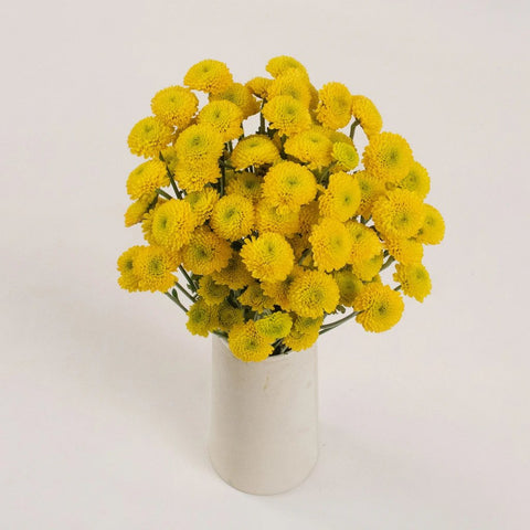 Yellow Button Pom Flower Bunch in Vase