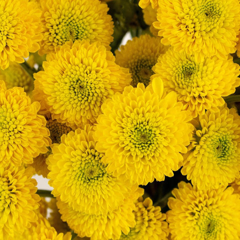 Yellow Button Pom Flower Up Close