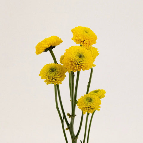 Yellow Button Pom Flower Stem