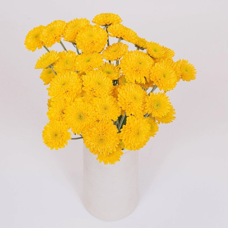 Yellow Mini Button Pom Flowers in Vase