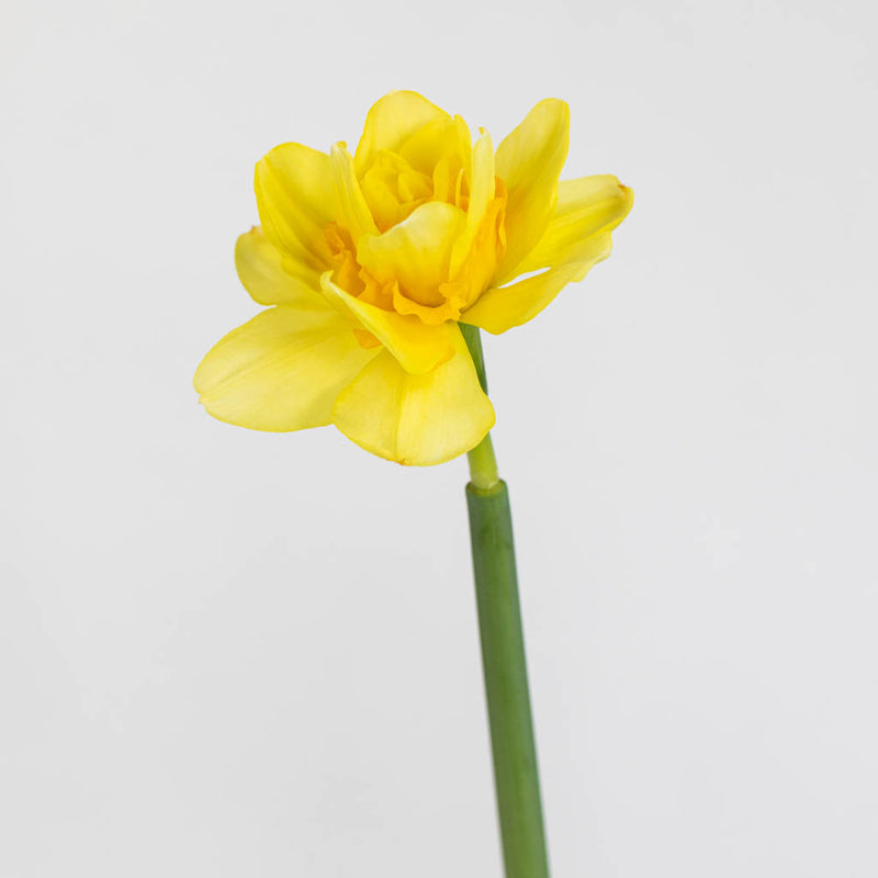 Yellow Daffodil Flower Stem