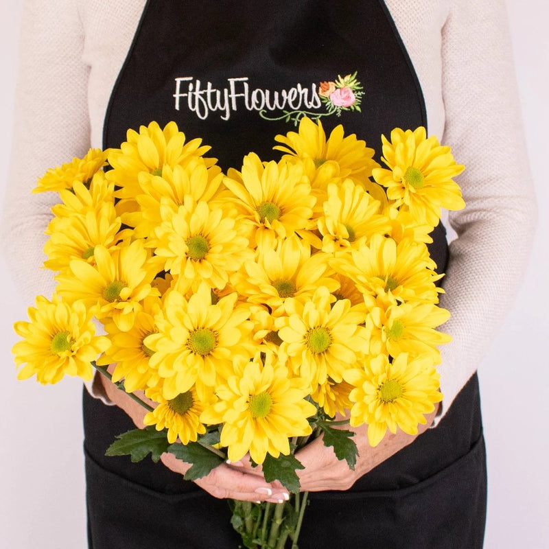 Bright Yellow Daisy Flower Bunch in Hand