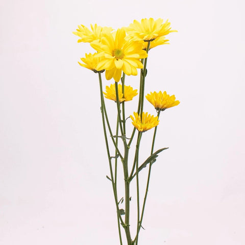 Bright Yellow Daisy Flower Single Stem