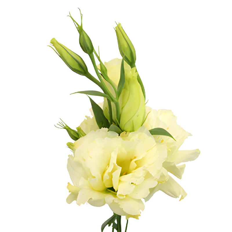 Yellow Designer Lisianthus Wholesale Flower Bloom