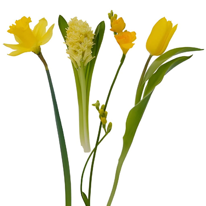 Yellow Fresh Spring Bulb DIY Flower Kit Flatlay