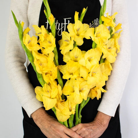Yellow Gladiolus Flower Bunch in Hand