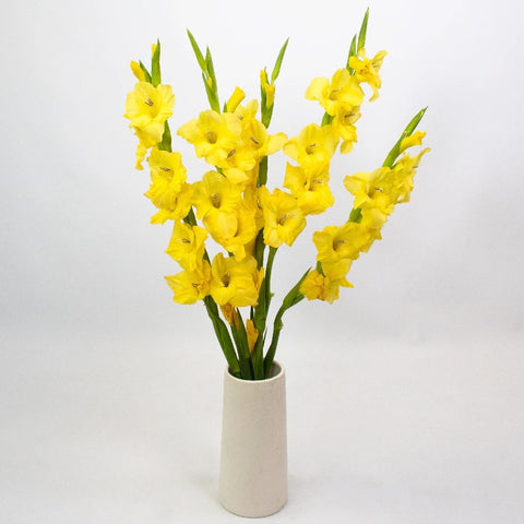 Yellow Gladiolus Flower Bunch in Vase