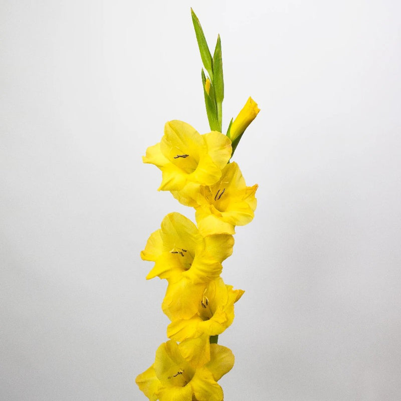 Yellow Gladiolus Flower Stem