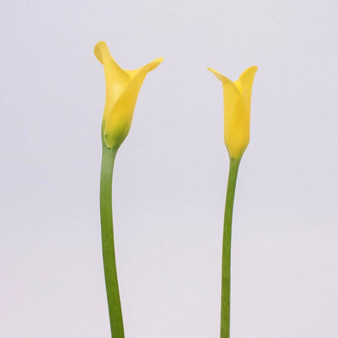 Yellow Golden Calla Lily Flower Stem