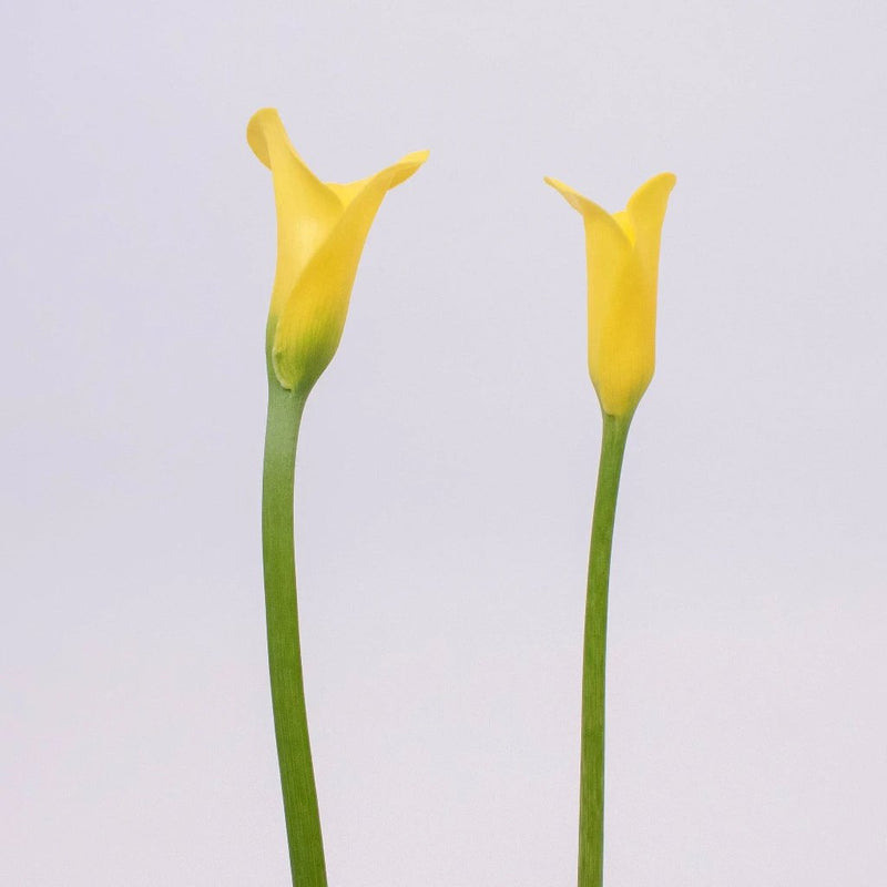 Yellow Golden Calla Lily Flower Stem