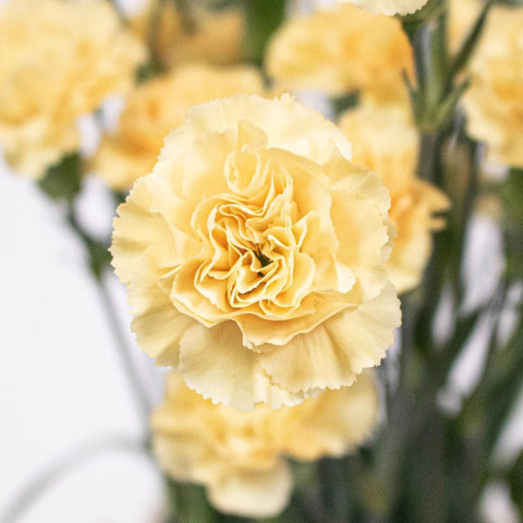 Yellow Mini Carnation Flower Up Close