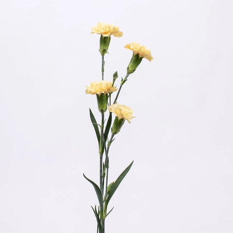 Yellow Mini Carnation Flower Stem